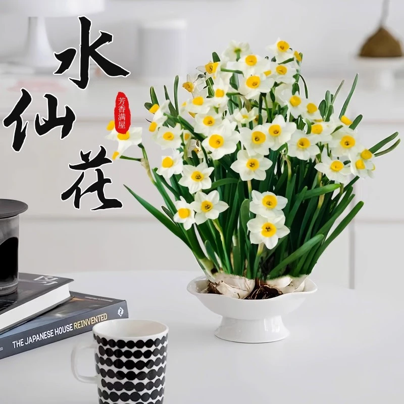进口重瓣洋水仙种球四季开花室内盆栽大花球庭院阳台秋冬花卉水仙