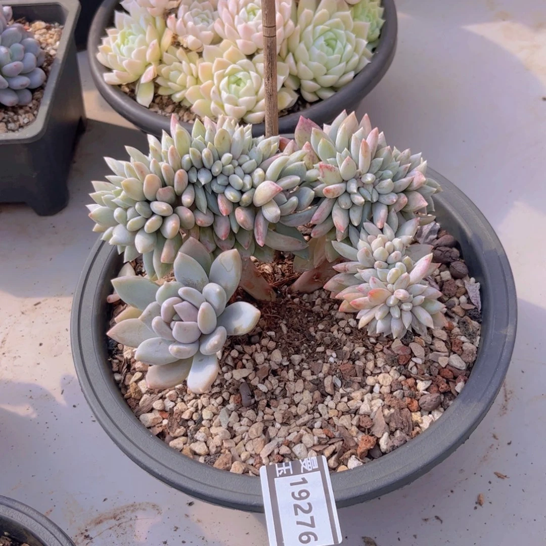 胖美人缀多肉植物19276