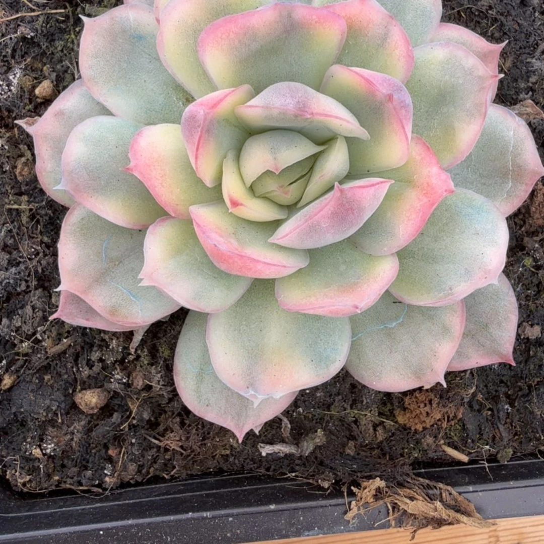 草莓蛋糕 安吉园艺锦