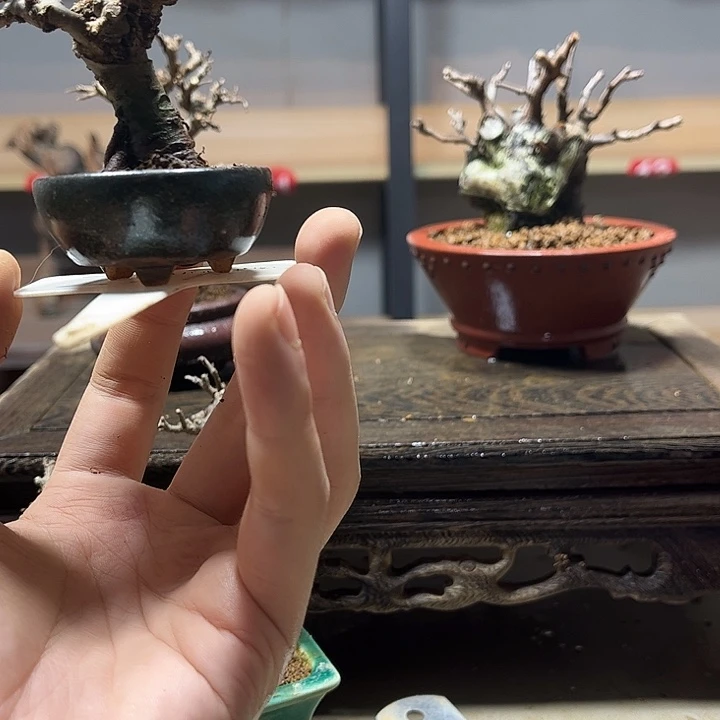 B***否无花朵雀梅盆景老庄盆景