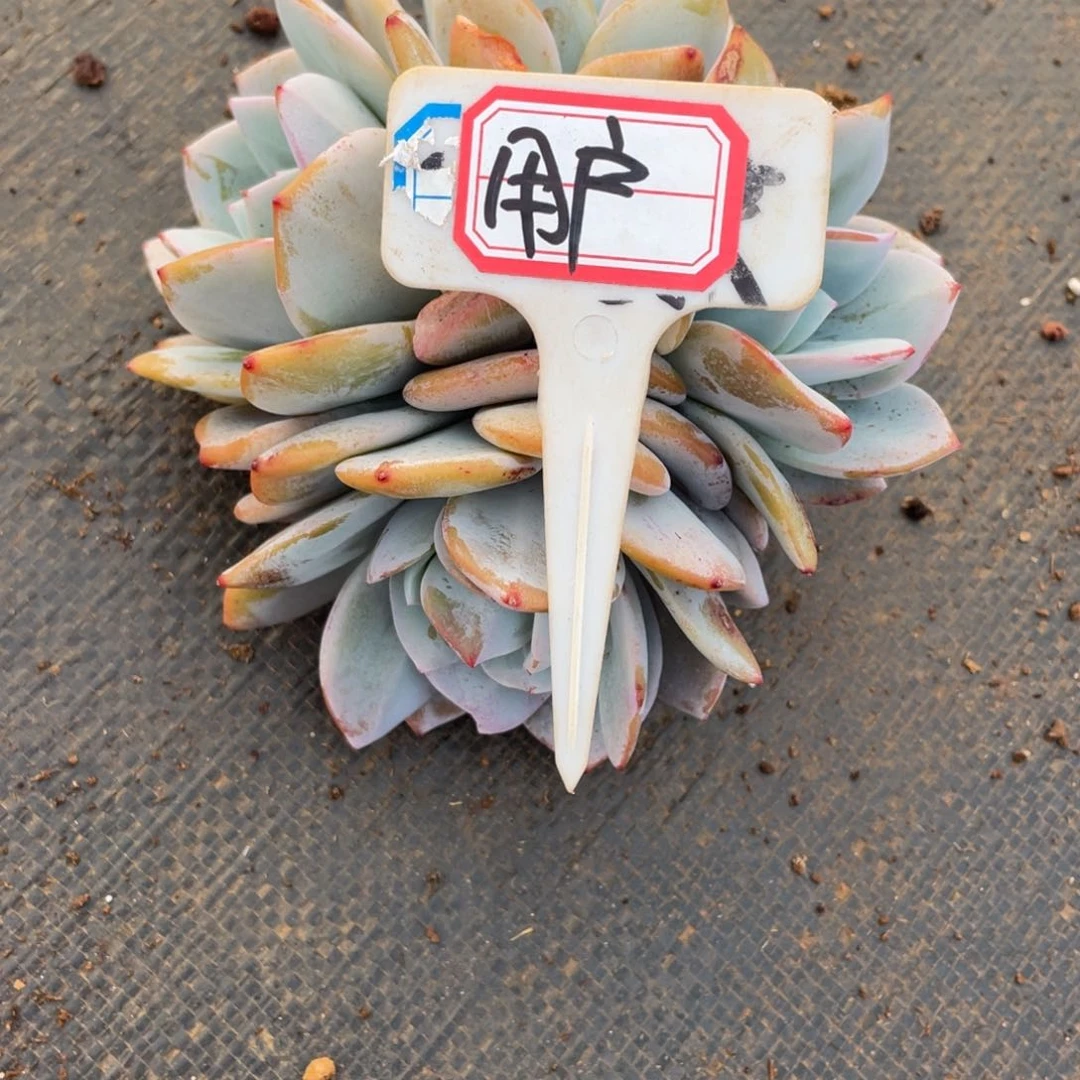 用****在姐姐我是第多天啦