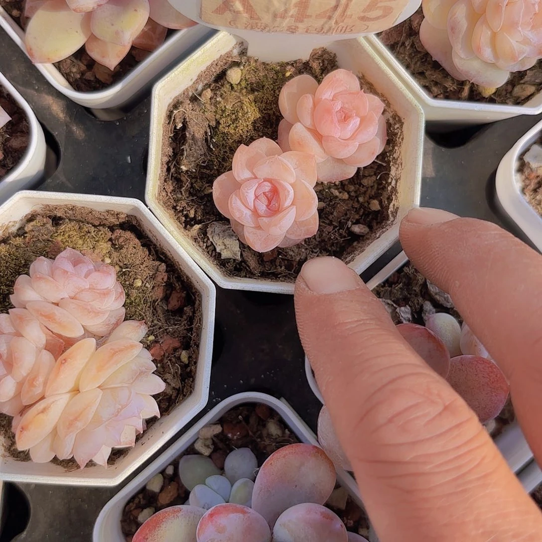 A445糖心一物一拍