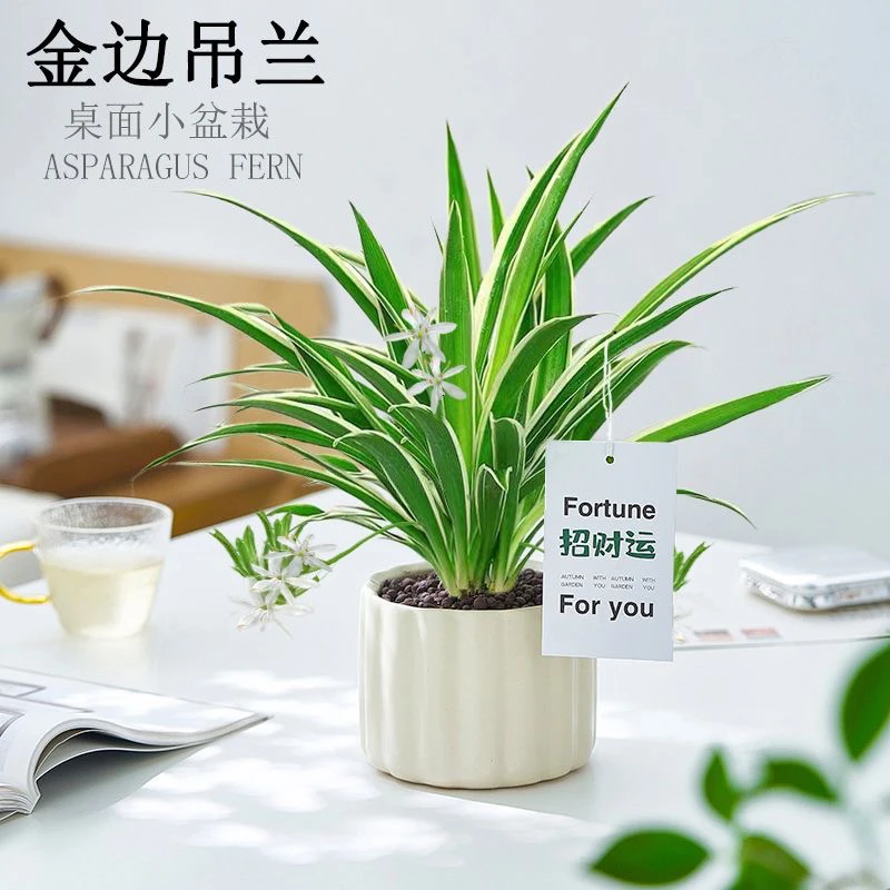 【金边吊兰】盆栽招财运办公室桌面盆栽常绿垂吊植物净化空气吸甲醛