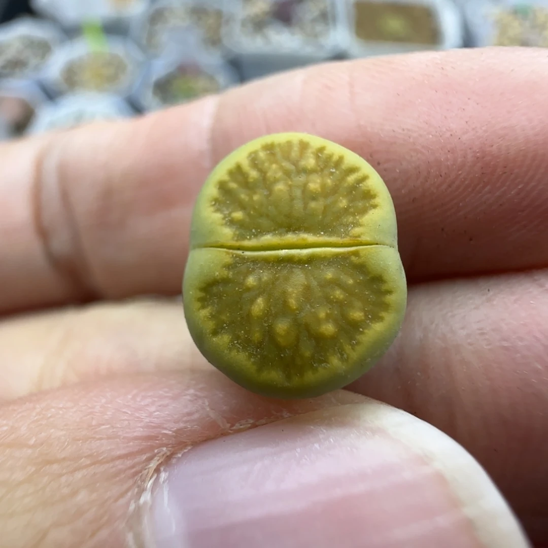 876 清框福利30包邮