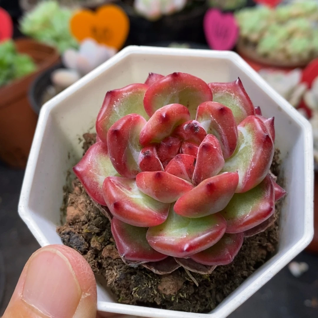 精品多肉一物一拍不包整15