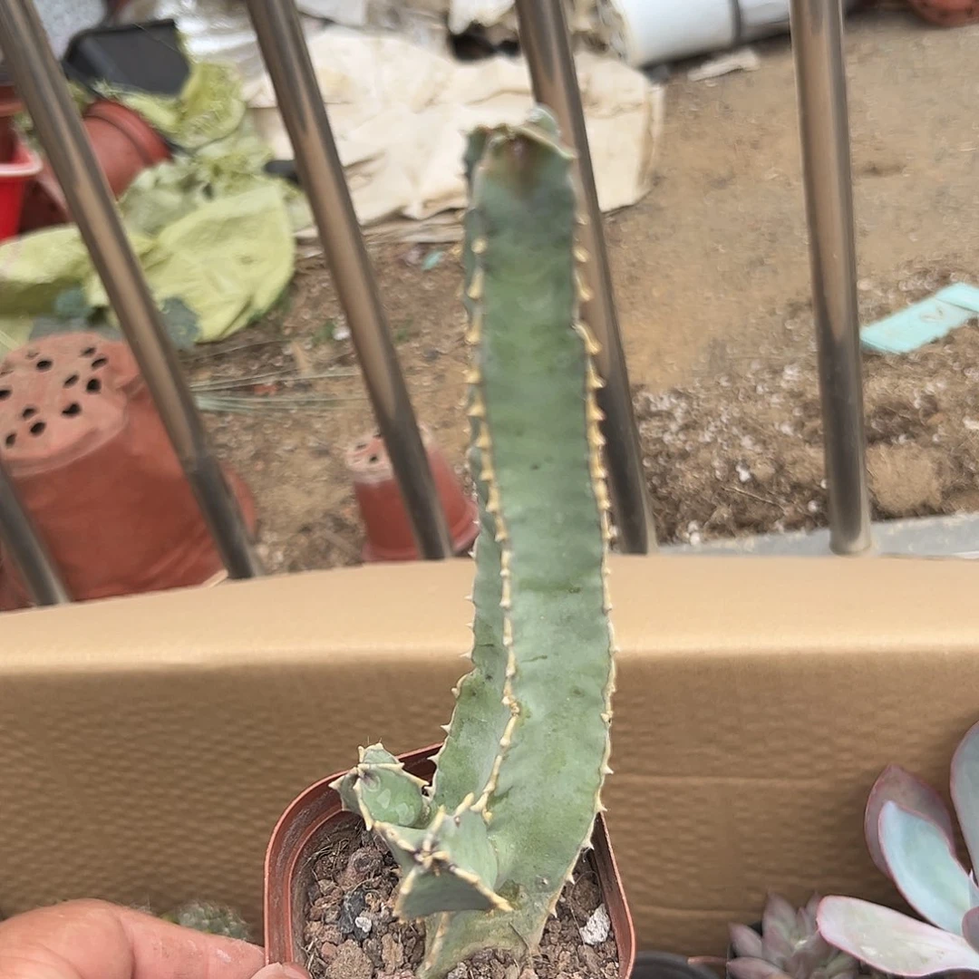 多肉植物多肉植物