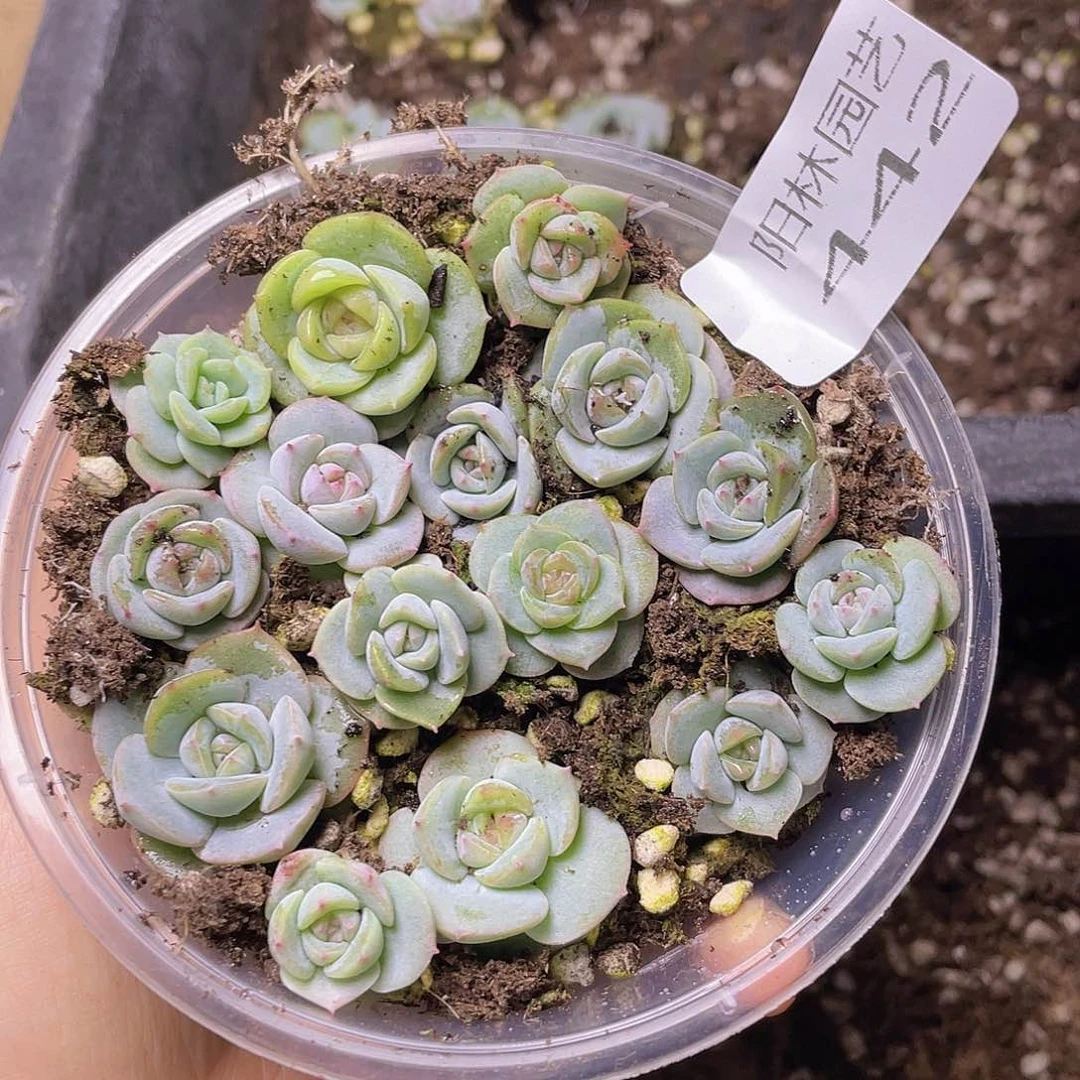 多肉植物多肉植物442