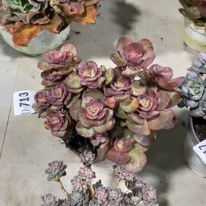 开***哦713秀妍多肉植物多肉