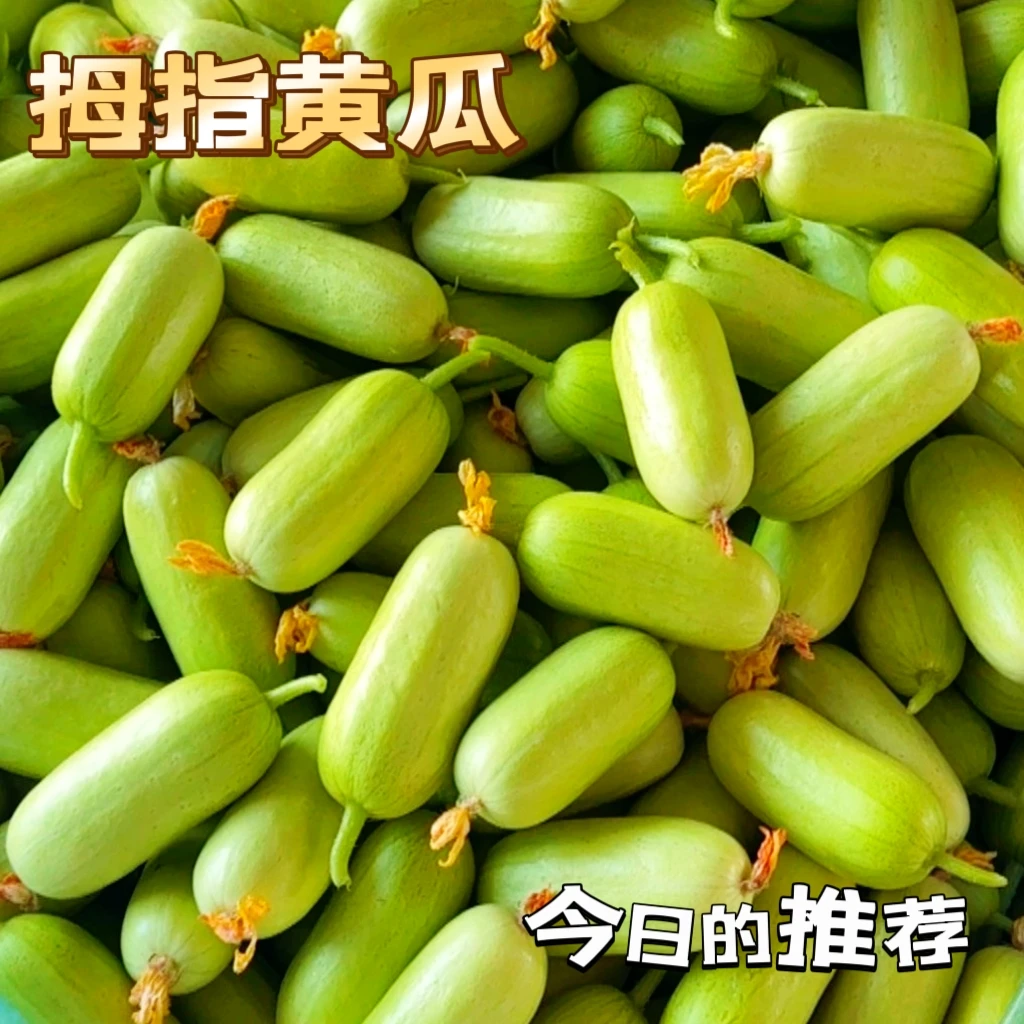【坏果包赔]山东寿光黄瓜拇指小黄瓜生吃水果黄瓜现摘现发顺丰包邮