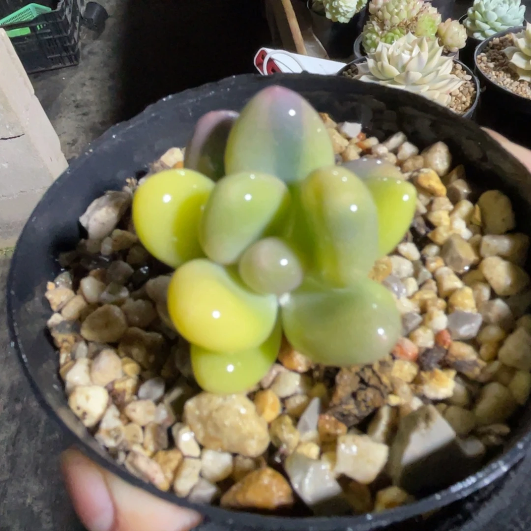 奶酪锦 一物一拍不支持退换