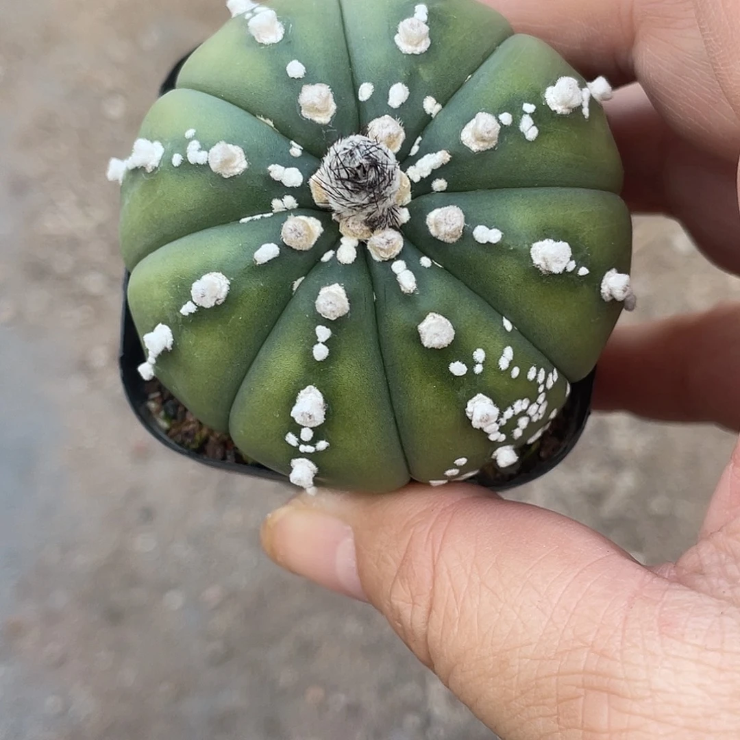 懒***觉仙人球实生琉璃连线兜