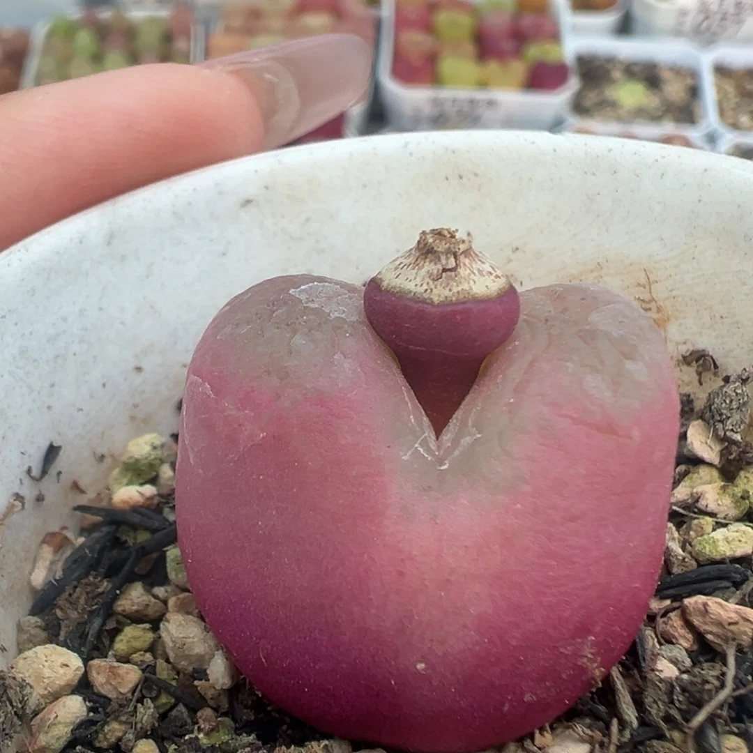 067毛汉尼带盆土发货