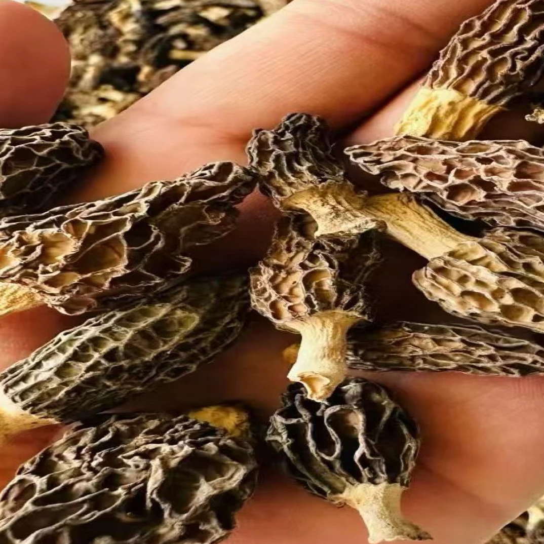 西藏林芝波密高原羊肚菌煲汤炒菜