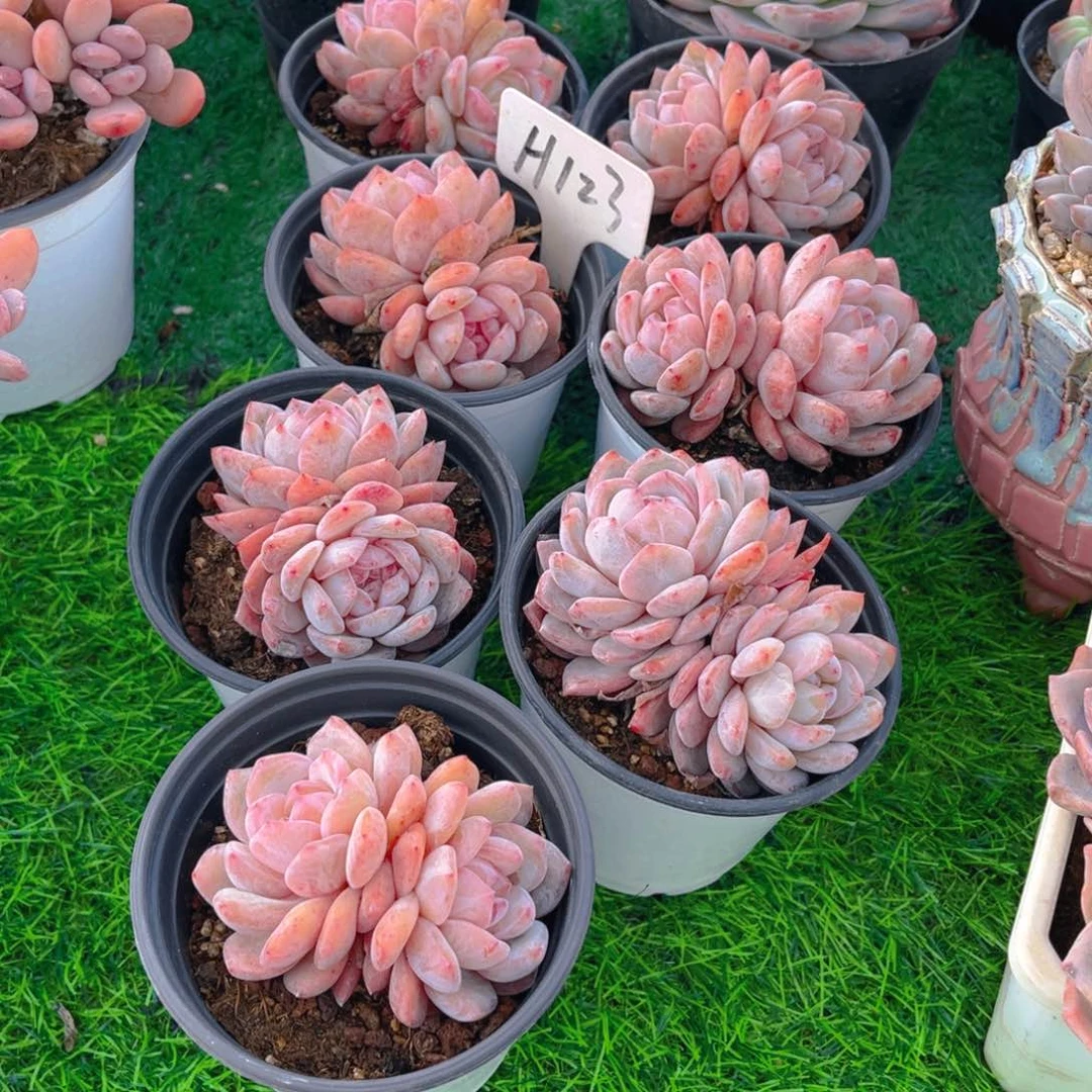 小*迷123fgghhhhhhhhjjjj