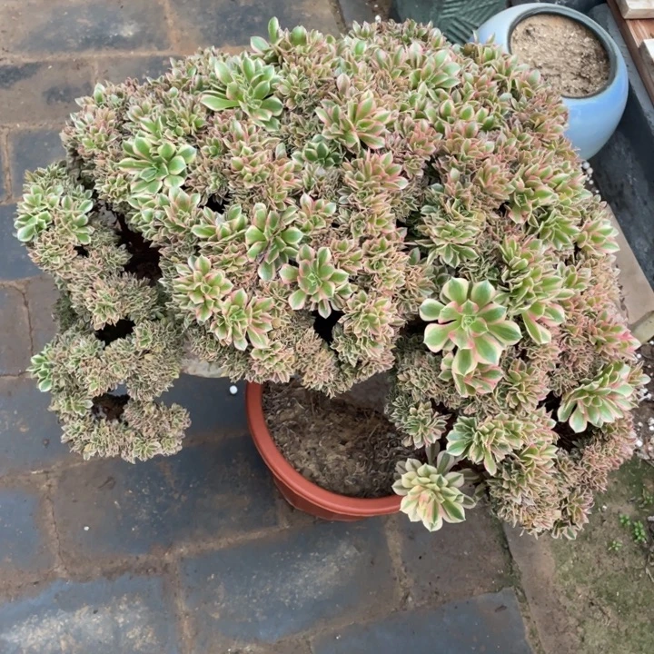 法师老桩缀化女神