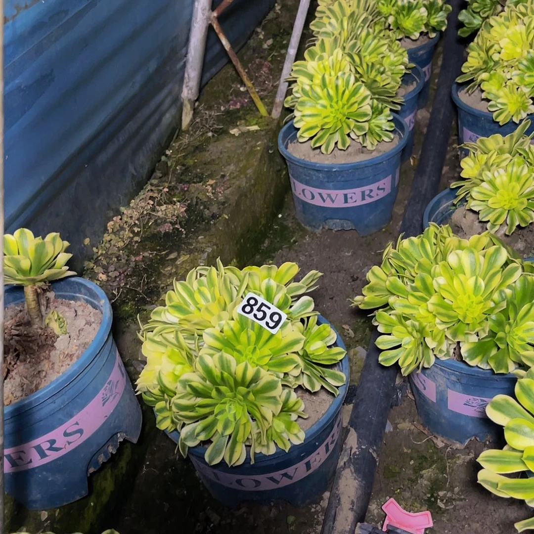 四盆法师13-37包邮法师