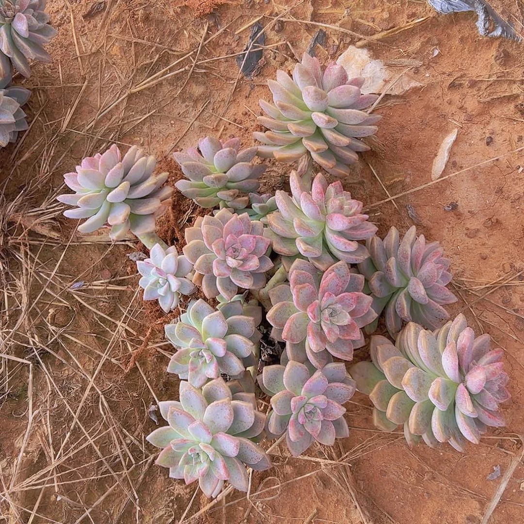 紫雾多肉植物一棵
