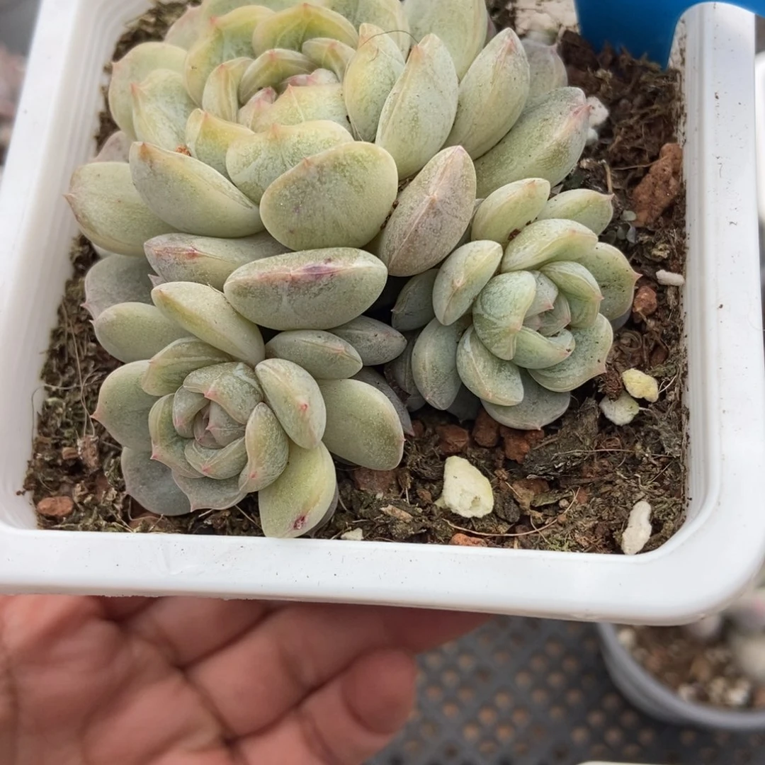 1005白恋多肉植物多肉