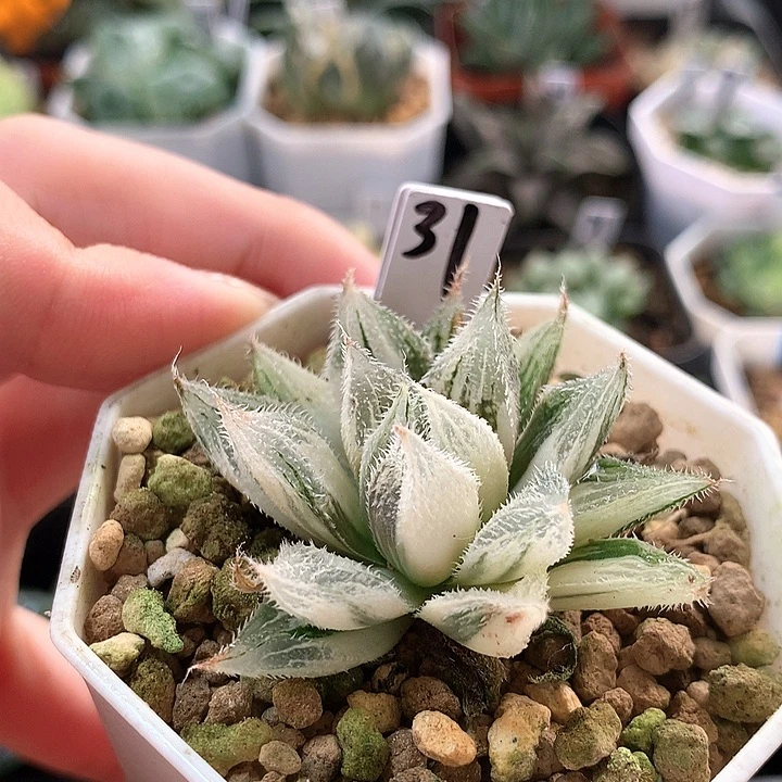 31号绘卷玉露锦一物一拍