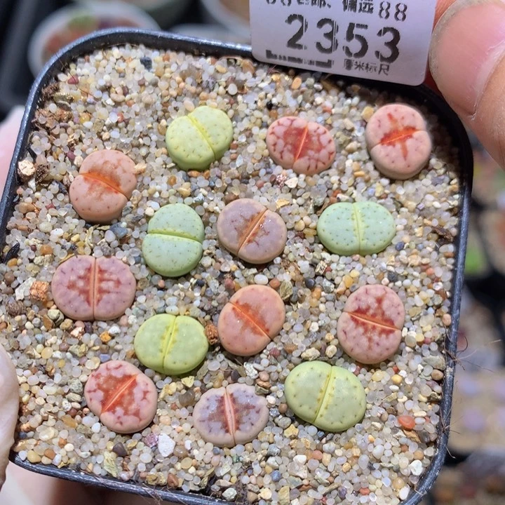zzz精品生石花2353