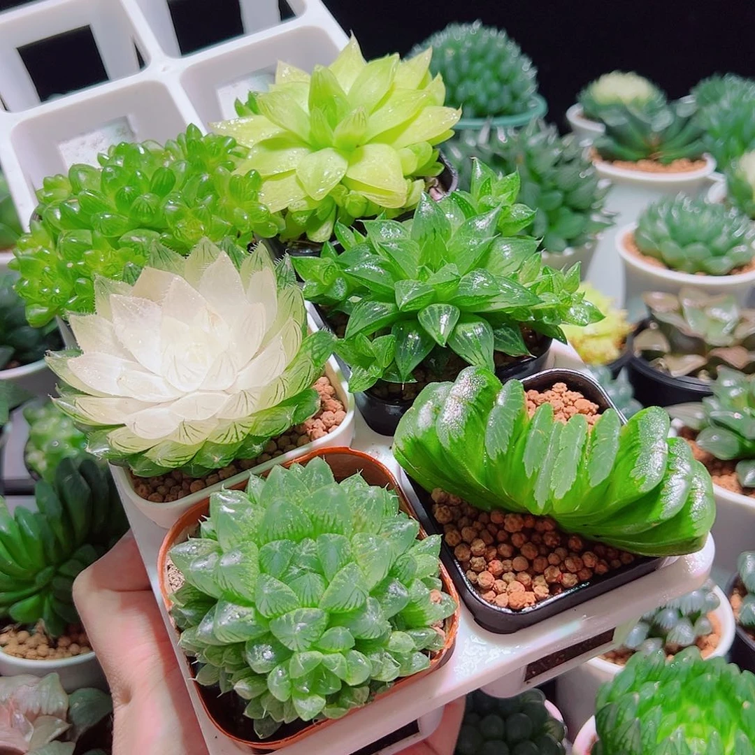 6件套多肉多肉多肉多肉