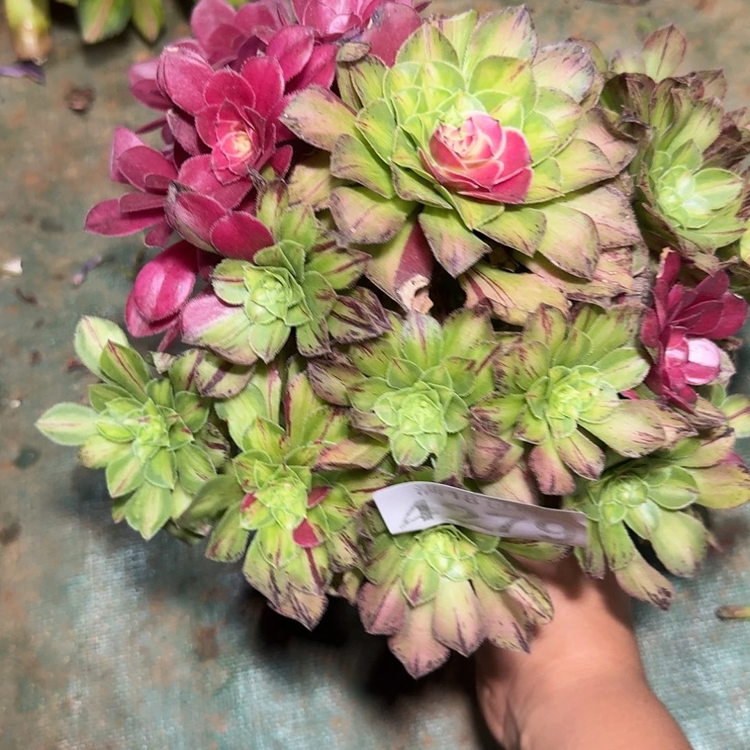 279 知否多肉植物法师无根