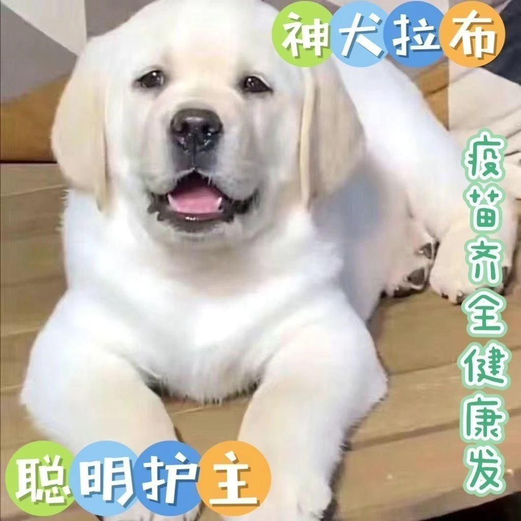 精品拉布拉多 神犬智商很高性格温顺友善忠诚可靠非常好的伴侣犬