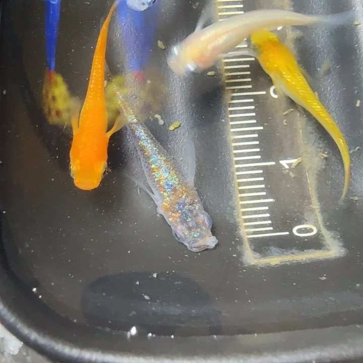 青鳉鱼30号拍品精品混搭
