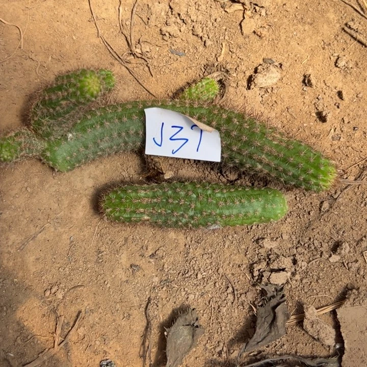 散***蛋J37宝石白檀测压5