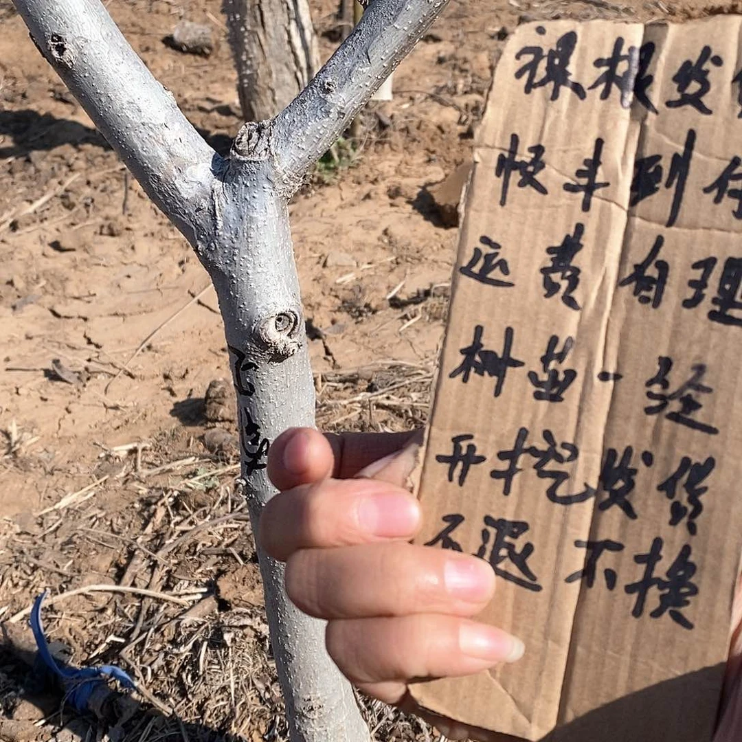 文玩核桃把件爱**云南疆