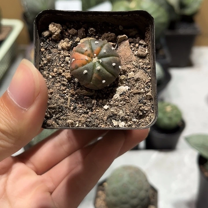 不开花植物仙人球