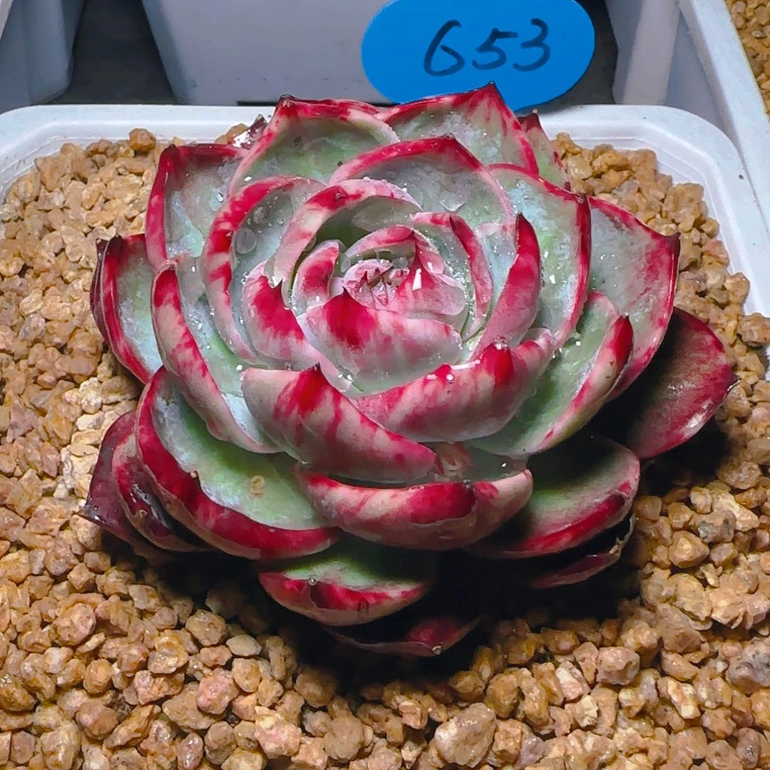 小****?惊鸿仙子一物一拍653号