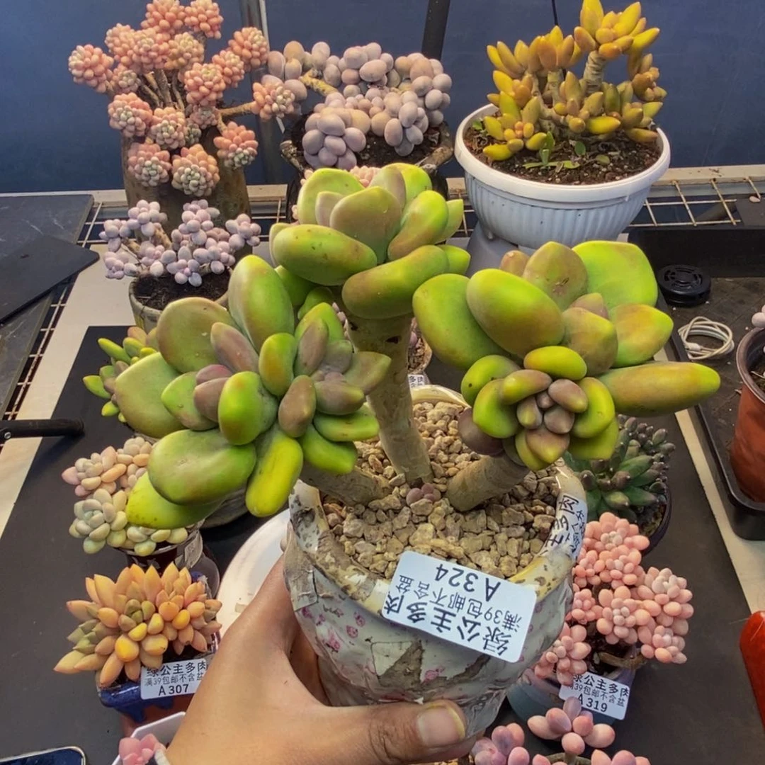 324芒果奶多肉10cm