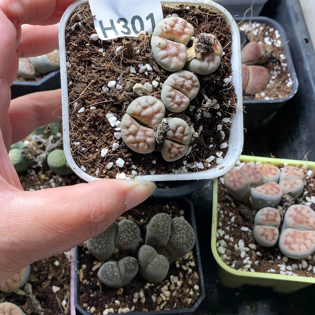 奶***呀H301多肉植物保护