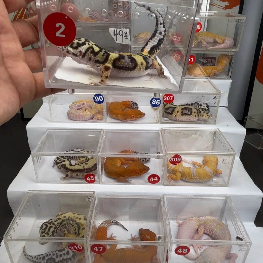 豹纹守宫224234422