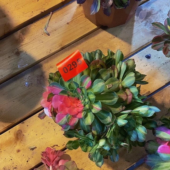 Q***空0295多肉植物知否