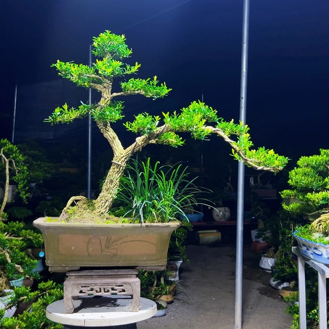 无花朵广东黄杨木盆景