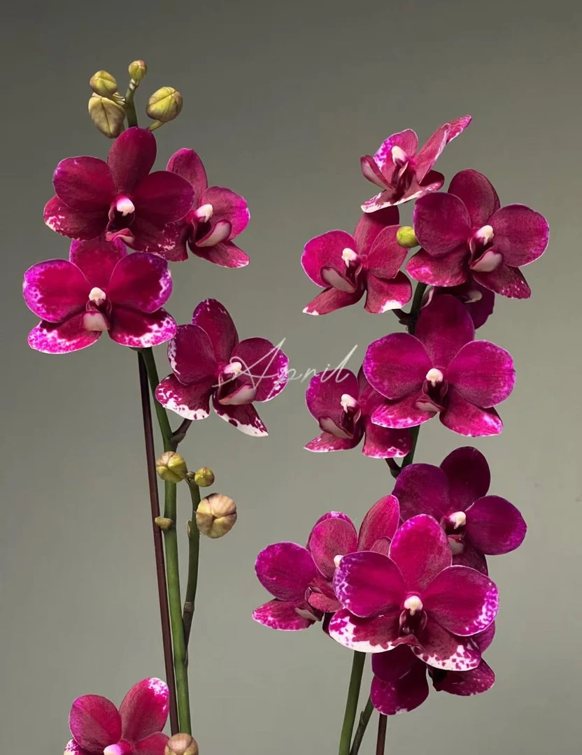 蝴蝶兰（胭脂）稀缺丝绒质感带花带花苞花期久耐活好养