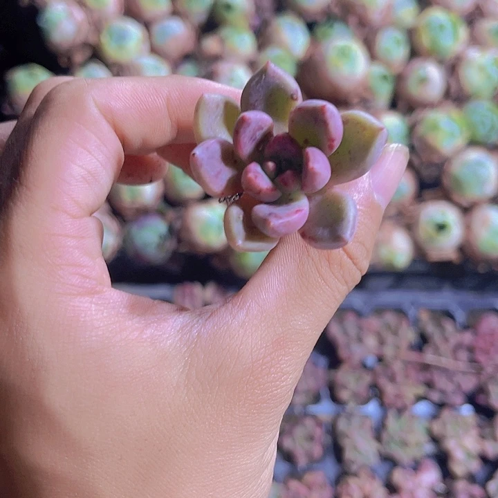 精品油漆多肉植物