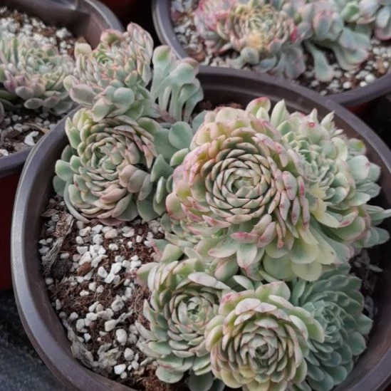 梦幻玫瑰白覆轮锦