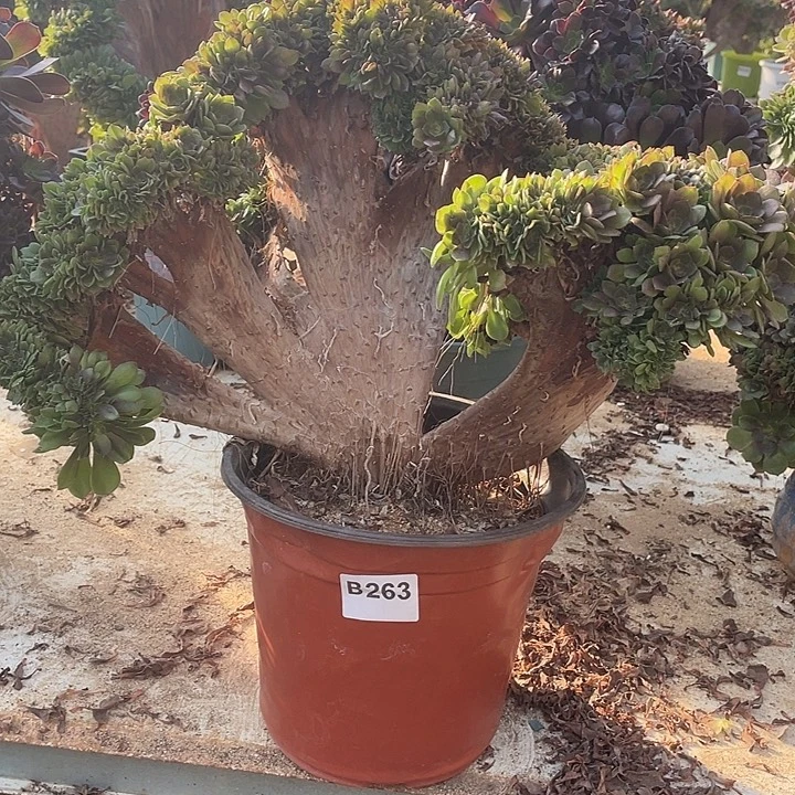 B263万圣节缀化50-1脱土包邮