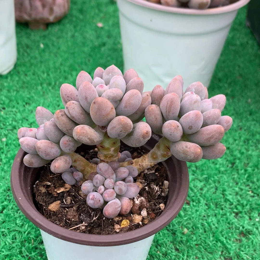 桃花奶无砍老桩开播福利