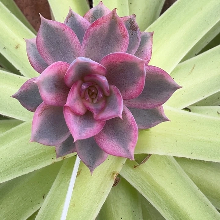 蓝色妖姬锦一物一拍锦龙