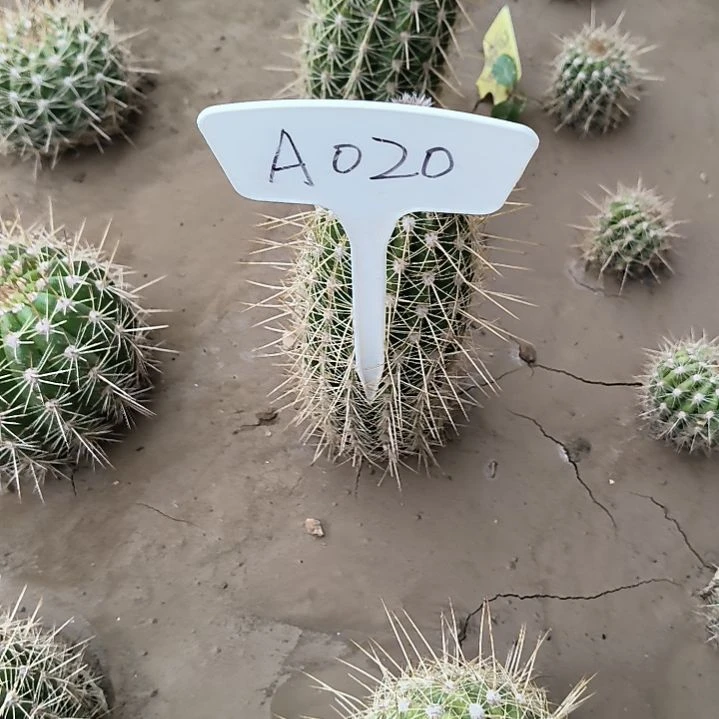 ?**我A020,星火毛花柱