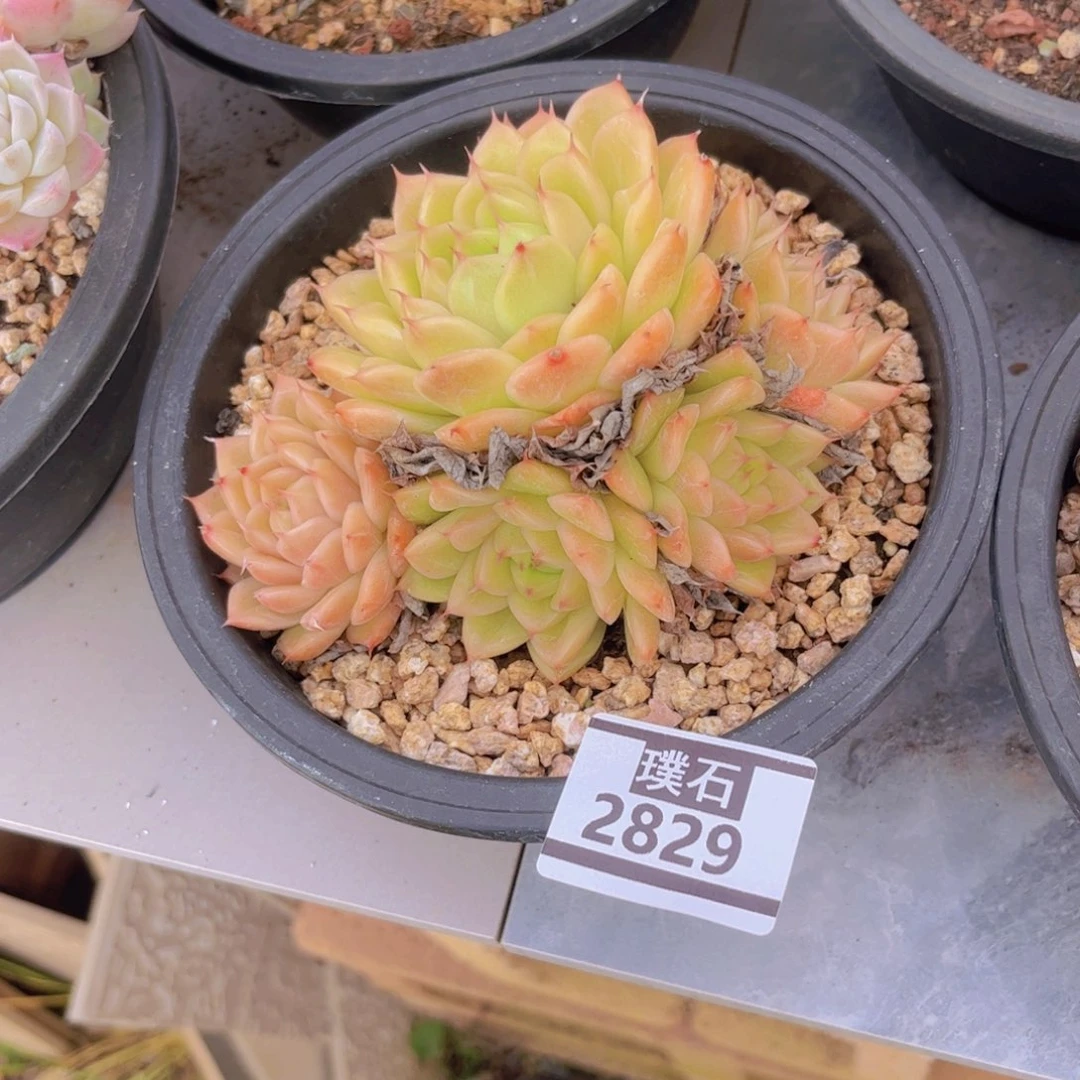 麦秆多肉植物2829