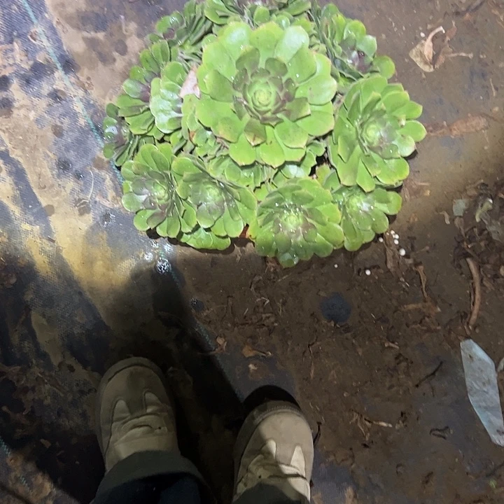 不包侧枝一物一拍65