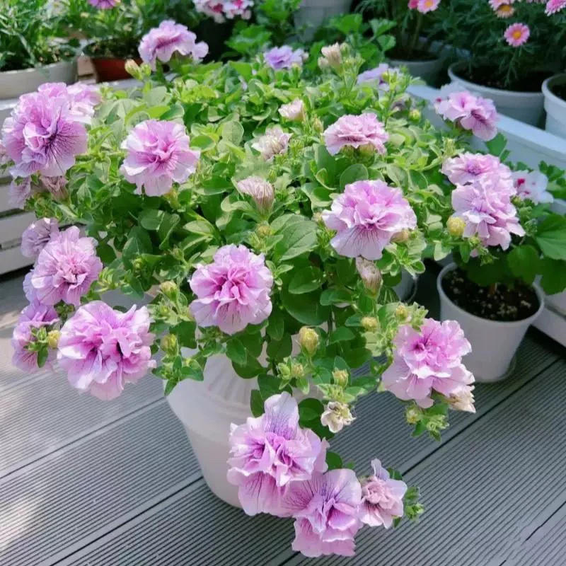大花重瓣矮牵牛盆栽 重瓣冰岛紫 多年生盆栽花卉花期长皮实好养