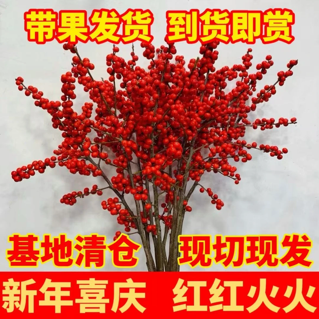【年宵花】北美冬青切枝瓶插氛围感冬季浆果切枝富贵发财红果果