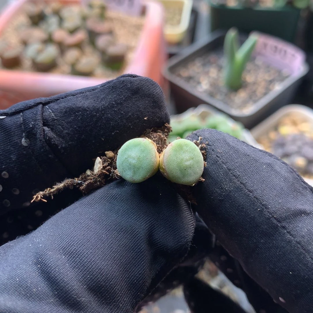 361毛纽扣母本一颗
