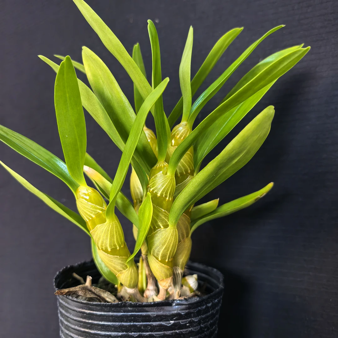 黄金钻石斛兰盆栽浓香型带花苞室内外好养花卉